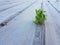 rustic floor of light woods and a small and solitary plant is born in the middle of the slats. Picture taken on the beach in