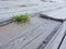 rustic floor of light woods and a small and solitary plant is born in the middle of the slats. Picture taken on the beach in