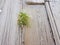 rustic floor of light woods and a small and solitary plant is born in the middle of the slats. Picture taken on the beach in