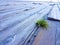 rustic floor of light woods and a small and solitary plant is born in the middle of the slats. Picture taken on the beach in