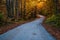 Rustic forest lane in autumn