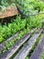 Rustic Garden Bench Overgrown by Green Plants