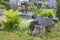 Rustic garden -  fern,  plants in tin tub, chairs and table