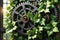 Rustic Gears Entwined with Ivy - Still Life Depiction of the Contrast Between Industrial Elements and Nature\\\'s Embrace