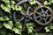 Rustic Gears Entwined with Ivy Symbolizing the Intersection of Nature and Machine, Morning Dew Clings