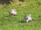 Rustic geese graze the green grass on the summer meadow