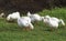 Rustic geese graze the green grass on the summer meadow