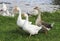 Rustic geese graze the green grass on the summer meadow