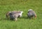 Rustic geese graze the green grass on the summer meadow