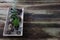 Rustic green succulent plants on retro wooden table, copy space