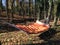 Rustic hammock in the woods
