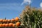 Rustic harvest scene with pumpkins and cornstalks