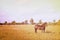 Rustic horse in the field