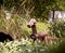 Rustic horse or stag in garden