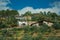 Rustic houses on hill with terraced olive trees