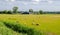 Rustic image of sheep grazing in a meadow with yellowed grass