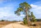 Rustic landscape with countryside road and lonely pine