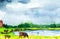 Rustic landscape cows grazing on the lake shore. Watercolor illustration