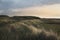 Rustic landscape with sheep grazing on Sylt dunes