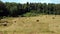 Rustic landscape with summer field at the edge of the forest with many rolled dry haystacks on bright sunny day