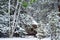 Rustic Log Cabin Hidden In A Snowy Woods