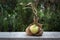 Rustic organic onion with dried leaves on a gray wooden board in the vegetable garden, healthy homegrown plant, copy space,