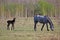 Rustic painting, horses in the meadow