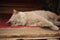 Rustic Persian gray cat lying on a wooden threshold