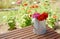 Rustic pitcher holding zinnia flowers on a garden table