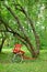 Rustic red cart by leaning trees