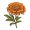 Rustic Renaissance Realism: Hand-drawn Vector Of Orange Carnation Flower
