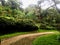 Rustic road in a tropical country