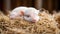 In a rustic setting, a small piglet finds comfort on a bed of hay. Generative AI