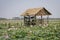 Rustic shack sits in a lake full of lotus flowers. flowers are