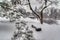 Rustic Shelter after snow storm