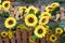 Rustic still life composition with lot of sunflowers after brown fence and many ripe pumpkins on the hay