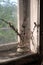 Rustic still life on the windowsill in abandoned old house