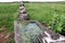 Rustic stone fence and cattle watering basin on agricultural landscape, Terceira, Azores, Portugal