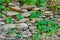 Rustic stone rock wall with natural foliage