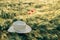 Rustic straw hat and red poppy on barley ears in evening field close up. Wildflowers and farm hat in summer countryside.