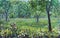 Rustic summer garden, trees, flowers, fence, oil painting