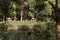 Rustic summer landscape. Lake, forest Place to relax