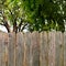 Rustic textured wood fence with green shade trees background