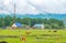 Rustic view, landscape with animals, cows, horses