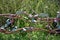 Rustic Vine, Flowers and Leaves