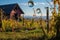 a rustic vineyard reflected in a floating soap bubble during harvest season