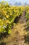 rustic vineyards in the Itata Valley, Chile