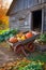 Rustic Wheelbarrow with Fall Harvest