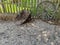 A rustic wheelbarrow and wagon wheel leaning up against a wooden fence on a farm