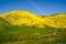 Rustic windmill and farm in Carrizo Plain National Monument during the California superbloom. Rolling hills are carpeted in yellow